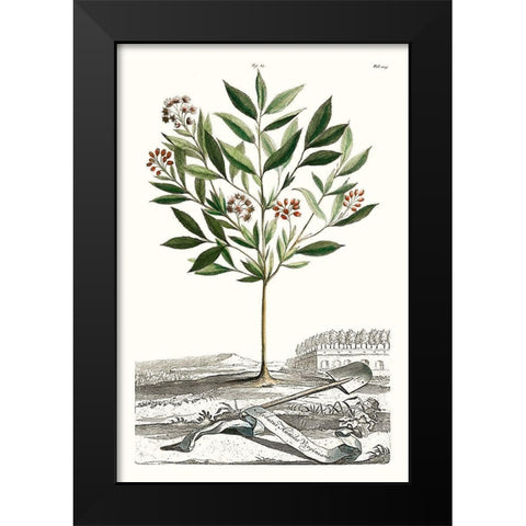 Munting Garden Varieties III Black Modern Wood Framed Art Print by Munting, Abraham