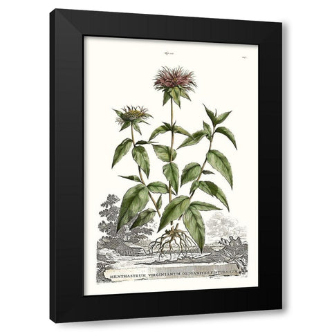 Munting Garden Varieties IV Black Modern Wood Framed Art Print with Double Matting by Munting, Abraham