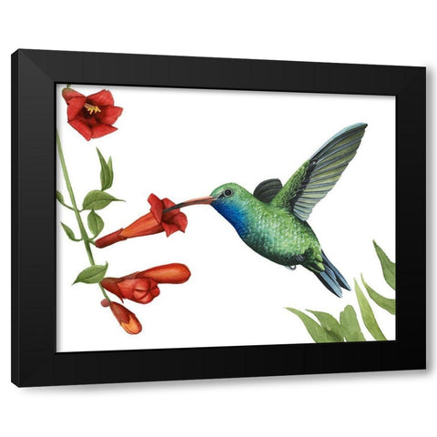 Hummingbird and Flower I Black Modern Wood Framed Art Print with Double Matting by Popp, Grace