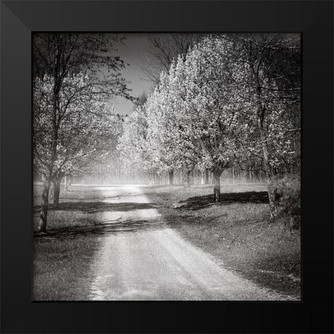 Southern Swing I Black Modern Wood Framed Art Print by Nall, Skip