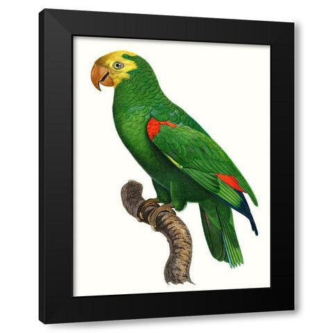 Parrot of the Tropics III Black Modern Wood Framed Art Print by Barraband