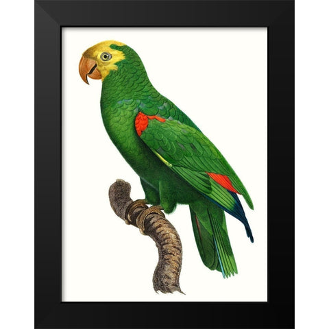 Parrot of the Tropics III Black Modern Wood Framed Art Print by Barraband