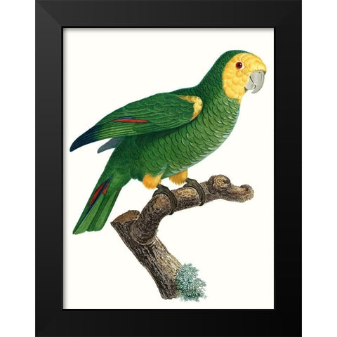 Parrot of the Tropics IV Black Modern Wood Framed Art Print by Barraband