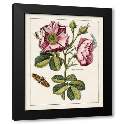 Pink Rose Black Modern Wood Framed Art Print by Unknown