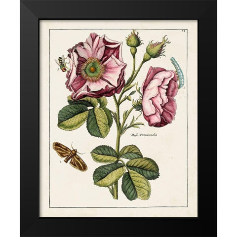 Pink Rose Black Modern Wood Framed Art Print by Unknown