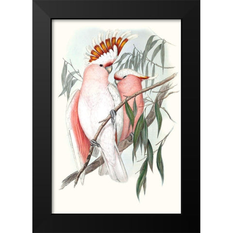Pastel Parrots I Black Modern Wood Framed Art Print by Gould, John