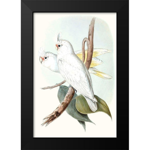 Pastel Parrots II Black Modern Wood Framed Art Print by Gould, John