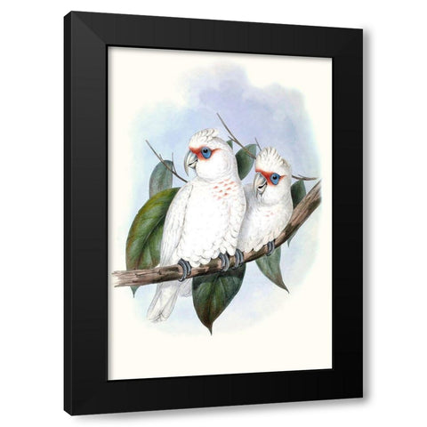 Pastel Parrots IV Black Modern Wood Framed Art Print by Gould, John