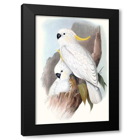 Pastel Parrots V Black Modern Wood Framed Art Print by Gould, John