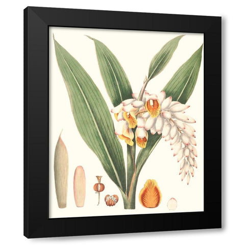 Soft Tropical I Black Modern Wood Framed Art Print by Smith, George