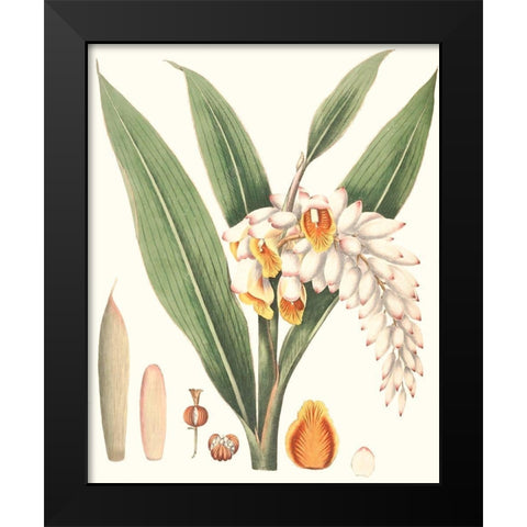 Soft Tropical I Black Modern Wood Framed Art Print by Smith, George