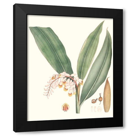 Soft Tropical II Black Modern Wood Framed Art Print by Smith, George