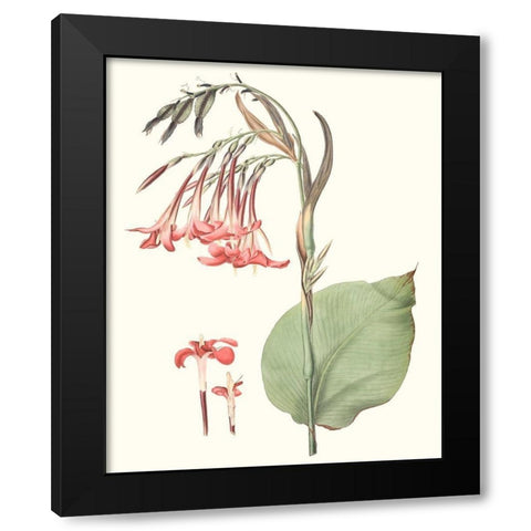 Soft Tropical III Black Modern Wood Framed Art Print with Double Matting by Smith, George