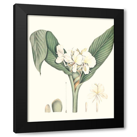 Soft Tropical V Black Modern Wood Framed Art Print with Double Matting by Smith, George