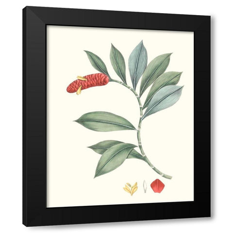 Soft Tropical VI Black Modern Wood Framed Art Print with Double Matting by Smith, George