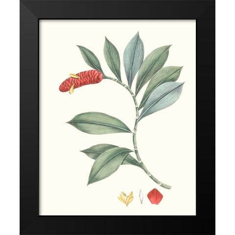 Soft Tropical VI Black Modern Wood Framed Art Print by Smith, George