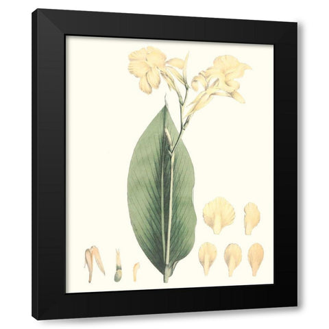 Soft Tropical VII Black Modern Wood Framed Art Print with Double Matting by Smith, George