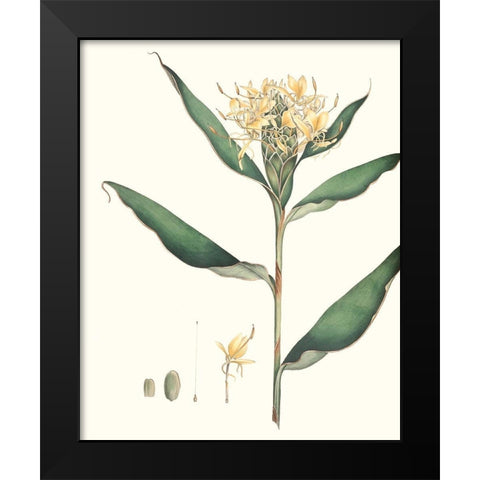Soft Tropical VIII Black Modern Wood Framed Art Print by Smith, George