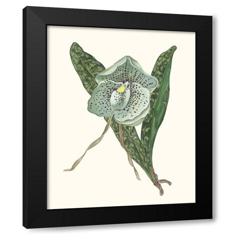 Orchid Display I Black Modern Wood Framed Art Print with Double Matting by Wang, Melissa