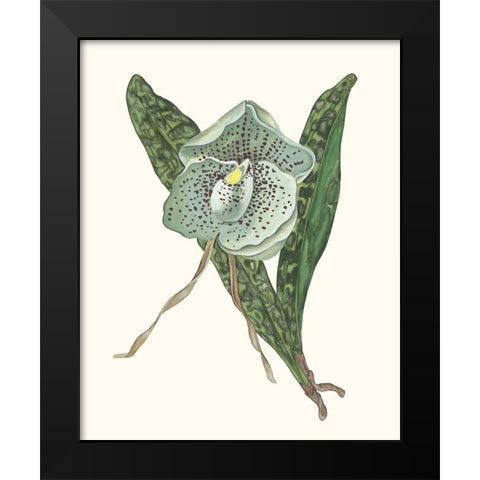 Orchid Display I Black Modern Wood Framed Art Print by Wang, Melissa