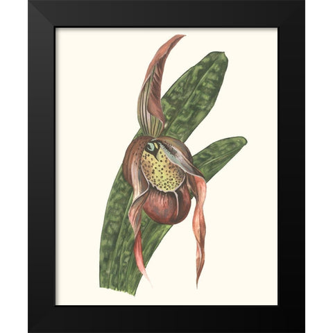 Orchid Display IV Black Modern Wood Framed Art Print by Wang, Melissa