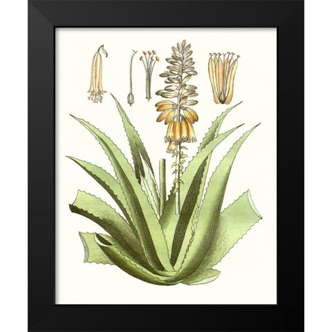 Antique Aloe II Black Modern Wood Framed Art Print by Unknown