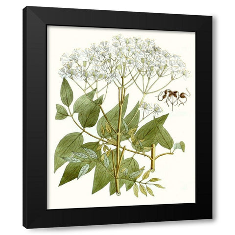 Lacy Leaves V Black Modern Wood Framed Art Print by Unknown