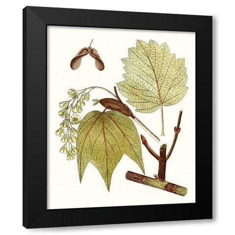 Maple Leaves II Black Modern Wood Framed Art Print with Double Matting by Unknown