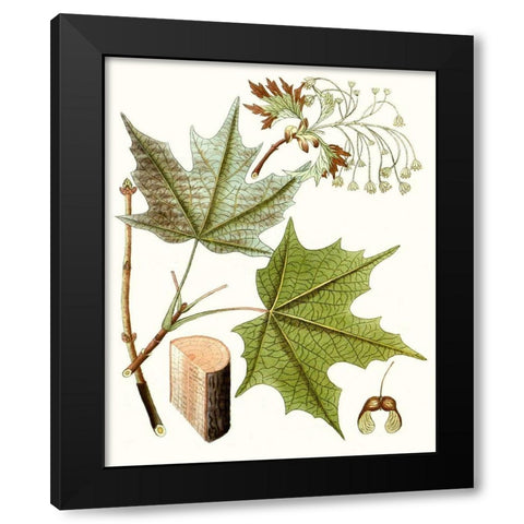 Maple Leaves III Black Modern Wood Framed Art Print by Unknown