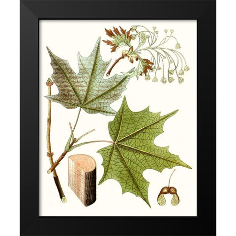 Maple Leaves III Black Modern Wood Framed Art Print by Unknown