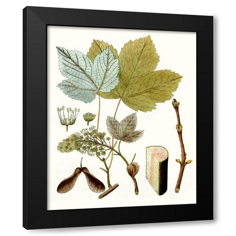 Maple Leaves IV Black Modern Wood Framed Art Print by Unknown