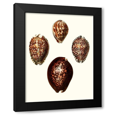 Conchologia Iconica I Black Modern Wood Framed Art Print by Unknown