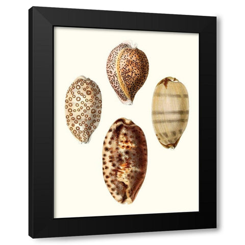 Conchologia Iconica II Black Modern Wood Framed Art Print with Double Matting by Unknown