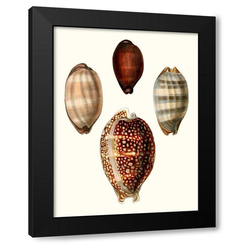 Conchologia Iconica III Black Modern Wood Framed Art Print by Unknown
