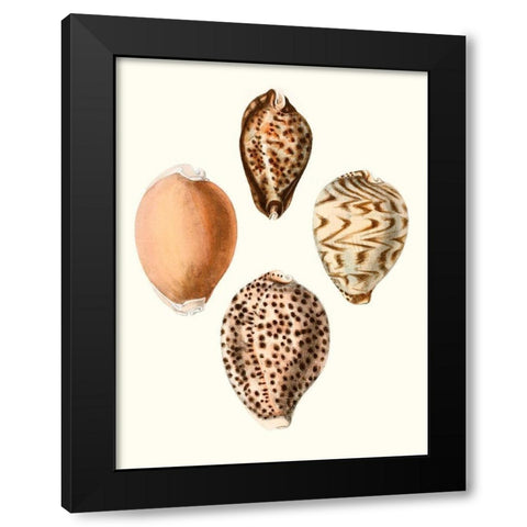 Conchologia Iconica IV Black Modern Wood Framed Art Print with Double Matting by Unknown