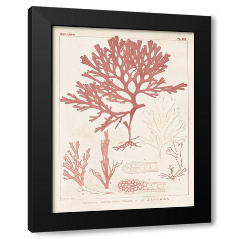 Antique Coral Seaweed II Black Modern Wood Framed Art Print with Double Matting by Vision Studio