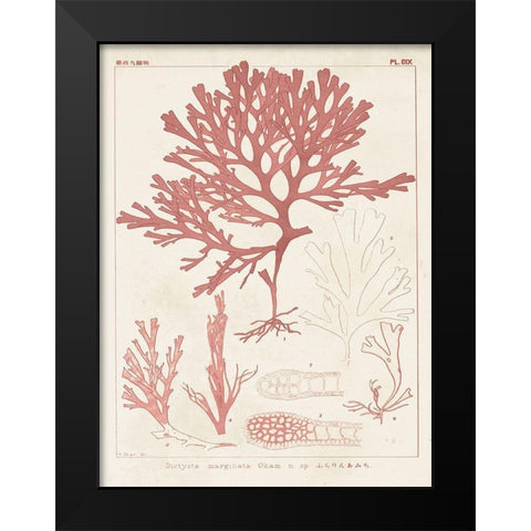 Antique Coral Seaweed II Black Modern Wood Framed Art Print by Vision Studio