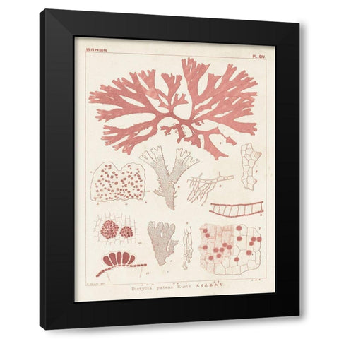 Antique Coral Seaweed III Black Modern Wood Framed Art Print with Double Matting by Vision Studio