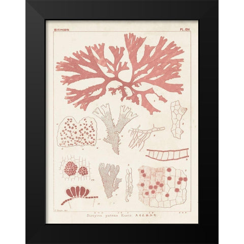 Antique Coral Seaweed III Black Modern Wood Framed Art Print by Vision Studio