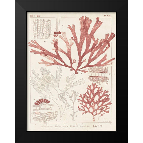 Antique Coral Seaweed IV Black Modern Wood Framed Art Print by Vision Studio