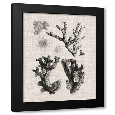 Coral Specimen I Black Modern Wood Framed Art Print with Double Matting by Vision Studio