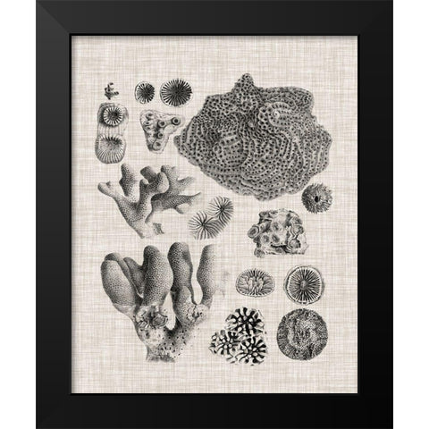 Coral Specimen II Black Modern Wood Framed Art Print by Vision Studio