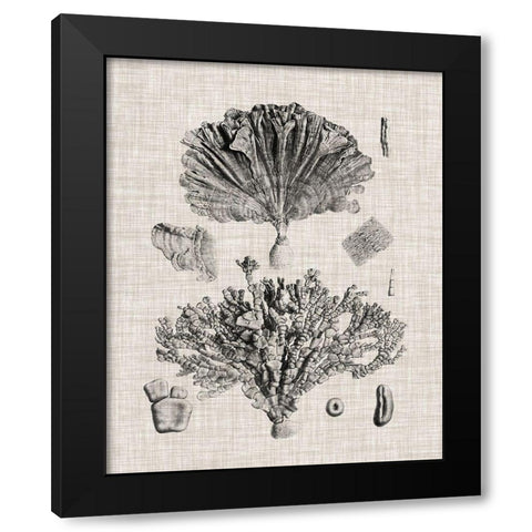 Coral Specimen III Black Modern Wood Framed Art Print with Double Matting by Vision Studio