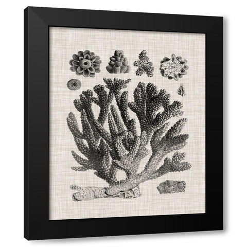Coral Specimen IV Black Modern Wood Framed Art Print with Double Matting by Vision Studio