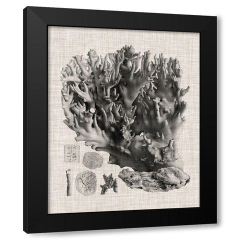 Coral Specimen V Black Modern Wood Framed Art Print with Double Matting by Vision Studio