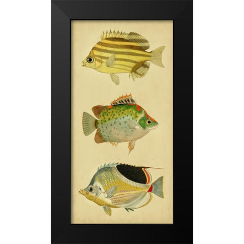 Trio of Tropical Fish I Black Modern Wood Framed Art Print by Vision Studio