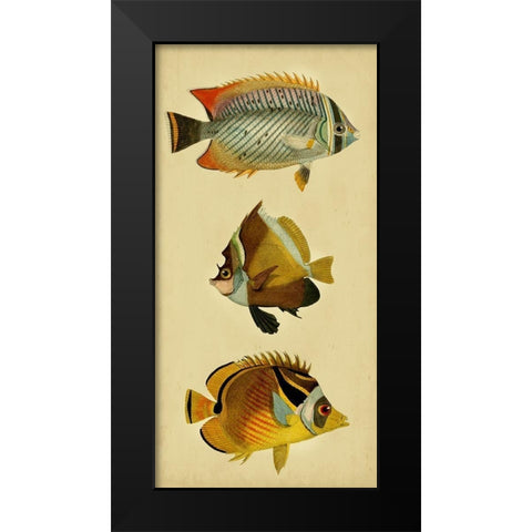 Trio of Tropical Fish II Black Modern Wood Framed Art Print by Vision Studio
