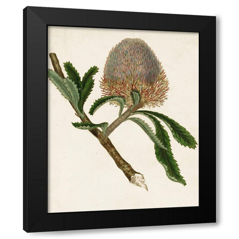 Antique Protea I Black Modern Wood Framed Art Print with Double Matting by Unknown