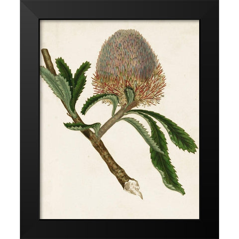 Antique Protea I Black Modern Wood Framed Art Print by Unknown