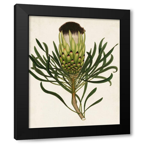 Antique Protea II Black Modern Wood Framed Art Print by Unknown